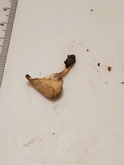 Pseudoomphalina compressipes