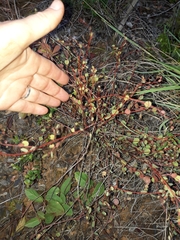 Phyllanthus parvulus parvulus