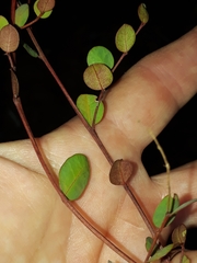 Phyllanthus parvulus parvulus