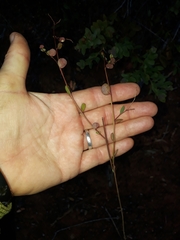 Phyllanthus parvulus parvulus