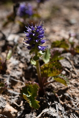 Veronica utahensis