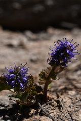 Veronica utahensis