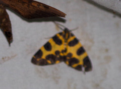 Pantherodes pardalaria