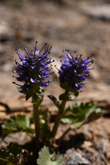 Veronica utahensis