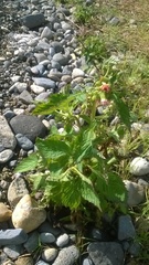 Crassocephalum crepidioides