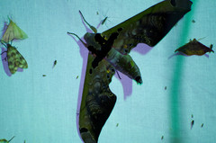 Adhemarius sexoculata