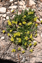 Lomatium minimum