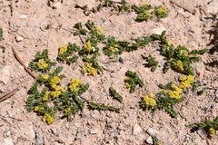 Lomatium minimum