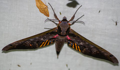 Adhemarius sexoculata