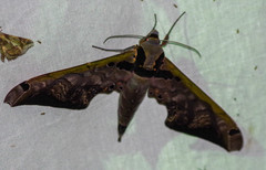 Adhemarius sexoculata