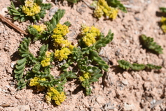 Lomatium minimum