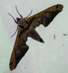 Adhemarius sexoculata