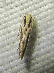 Melanocinclis lineigera