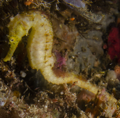 Hippocampus comes