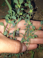 Andrachne telephioides