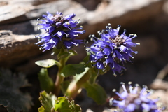 Veronica utahensis