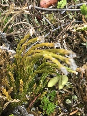 Diphasiastrum alpinum