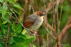 Cisticola cantans