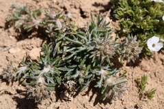Ipomopsis spicata tridactyla