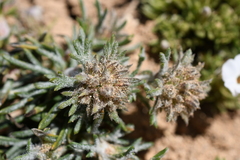 Ipomopsis spicata tridactyla