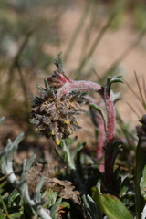 Ipomopsis spicata tridactyla