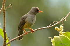 Turdus abyssinicus