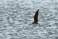Rynchops flavirostris