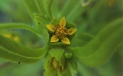 Melampodium sericeum