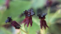 Ayenia jaliscana