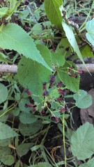 Ayenia jaliscana