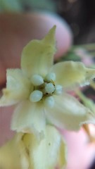 Funastrum pannosum
