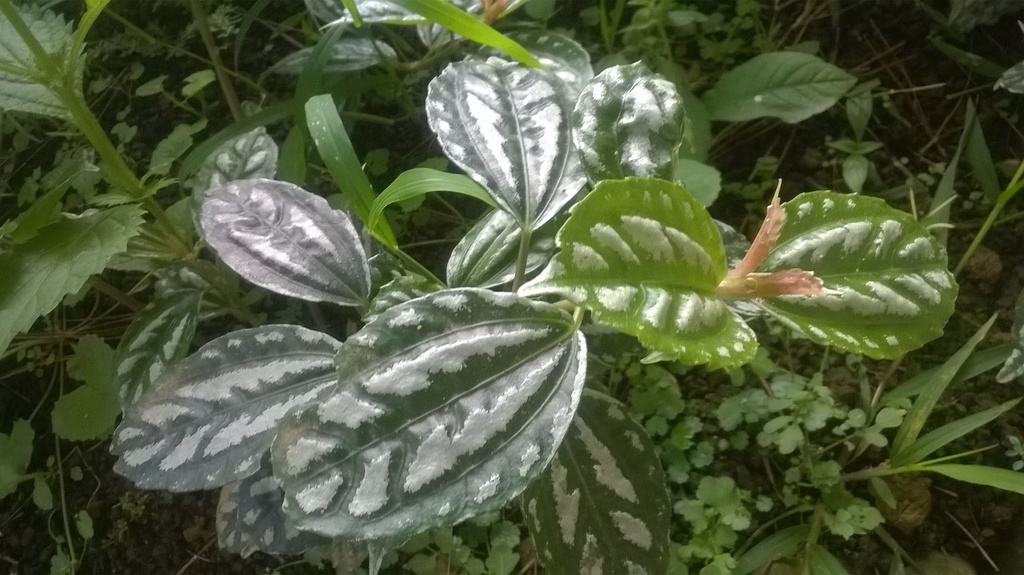 Pilea cadierei, Santa Cruz, Mount Apo, PH-DS, PH