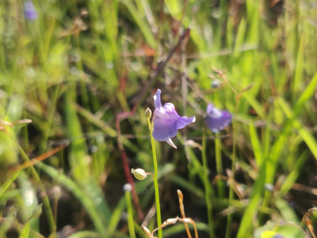 Utricularia lazulina P.Taylor