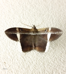 Hemeroblemma mexicana