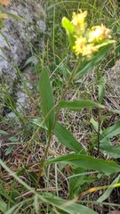 Oreochrysum parryi