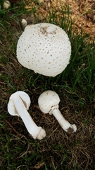 Chlorophyllum molybdites