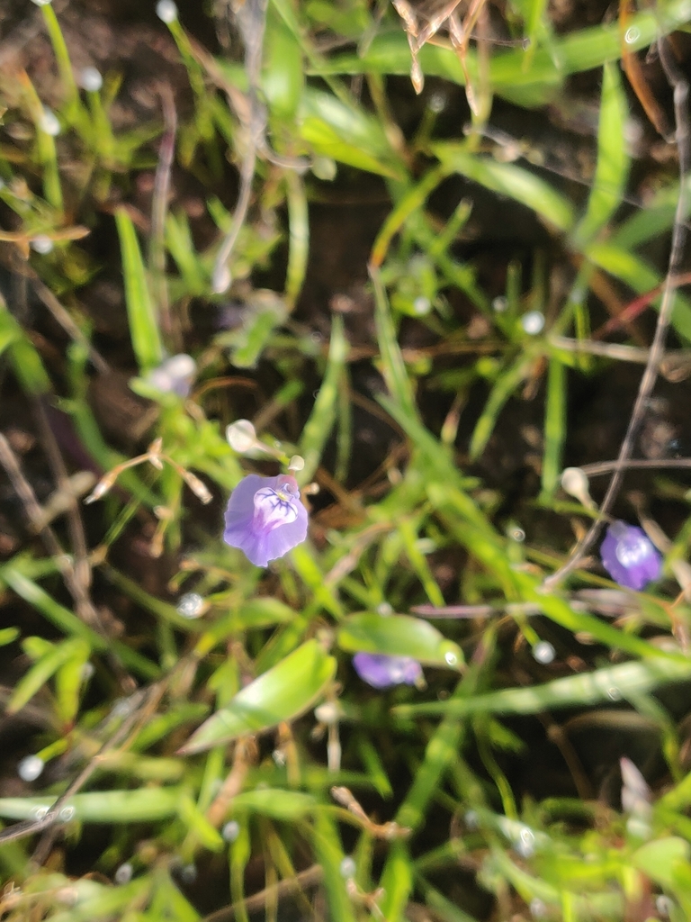 Utricularia lazulina P.Taylor 2