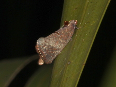 Glyphidoptera insignana