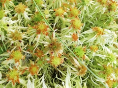 Sphagnum fallax