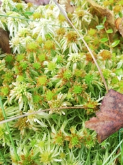 Sphagnum fallax