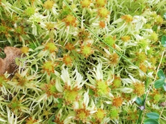 Sphagnum fallax