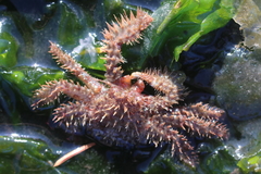 Hapalogaster mertensii