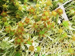 Sphagnum fallax