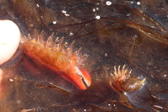 Hapalogaster mertensii