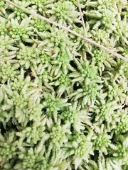 Sphagnum centrale