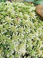 Sphagnum centrale