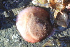 Crepipatella lingulata