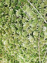 Sphagnum centrale
