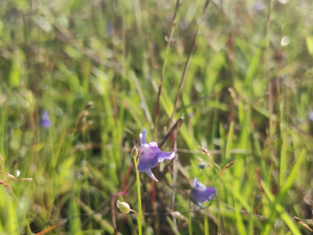 Utricularia lazulina P.Taylor 3