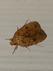 Agonopterix canadensis